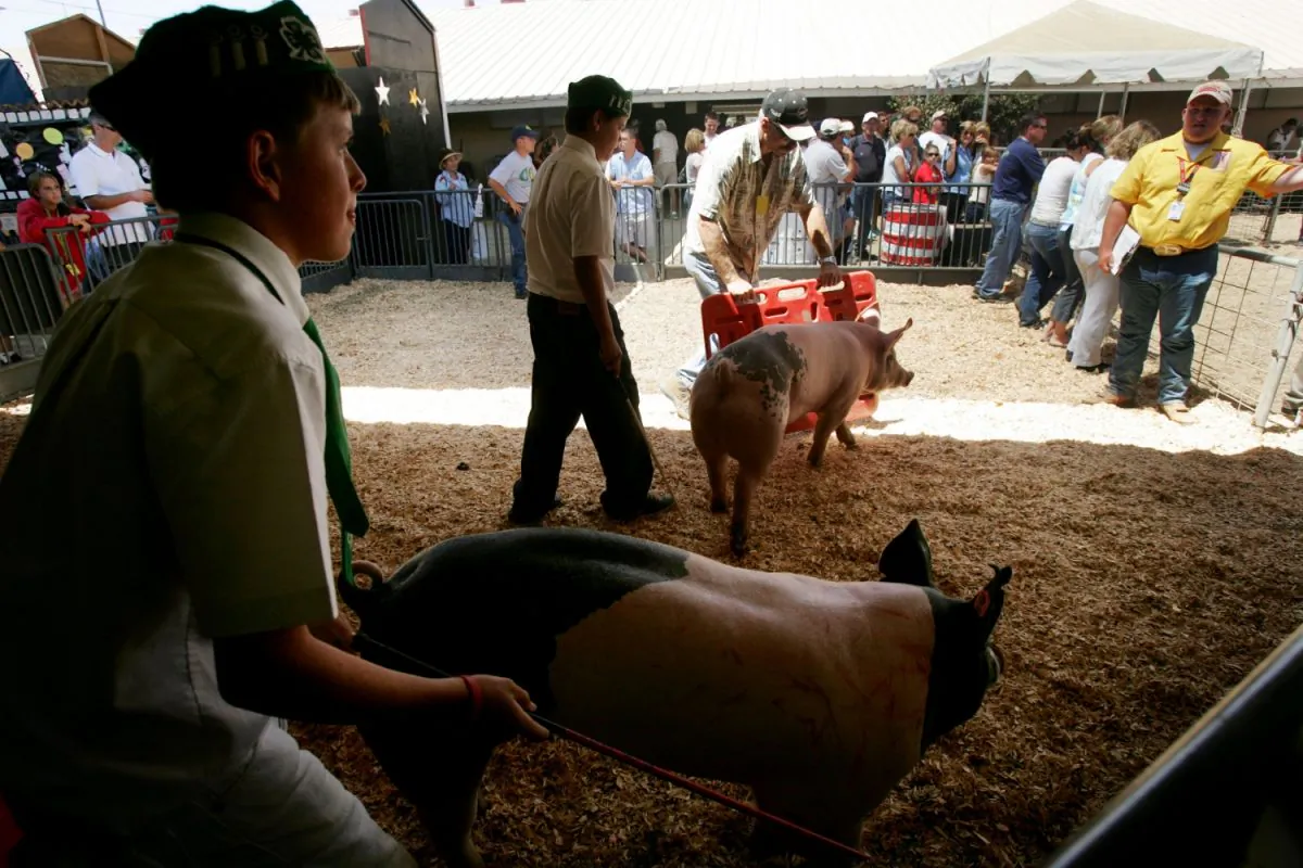 Members of the Fallbrook 4-H Club move their hogs into the show-ring during competition at the San Diego County Fair June 29, 2005 in Del Mar, California. (Sandy Huffaker/Getty Images)