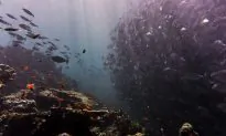 Husband and Wife Die During Dive in Lake Michigan