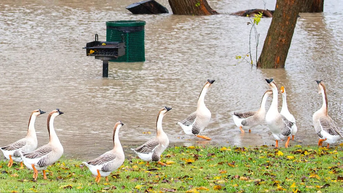 Geese walking in Towne Lake Park in McKinney, Texas on Nov. 27, 2015. (Smiley N. Pool/The Dallas Morning News via AP)