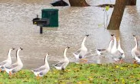 Denver to Control Growing Geese Population by Killing and Donating Them as Meat to ‘Needy Families’