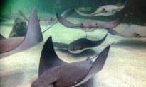 Animal Rights Activists Want Winnipeg Zoo to Shut Down Stingray Exhibit