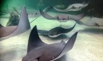 Animal Rights Activists Want Winnipeg Zoo to Shut Down Stingray Exhibit