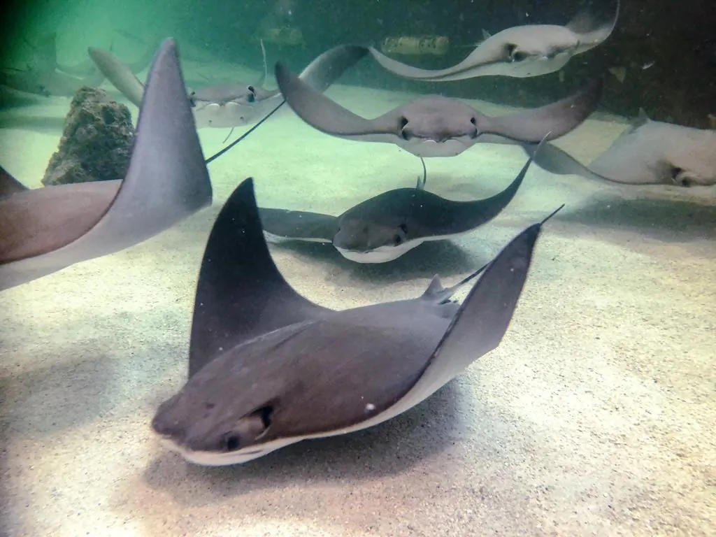 Stingrays swim through the water at the Stingray Beach pavillion in Assiniboine Park Zoo, in Winnipeg, in an undated handout photo. (HO-Assiniboine Park Zoo, Wayne Hewitt,/ The Canadian Press) 