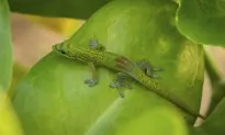 Australian Dad Dies Agonizing Death Ten Days After Allegedly Eating Lizard at a Party
