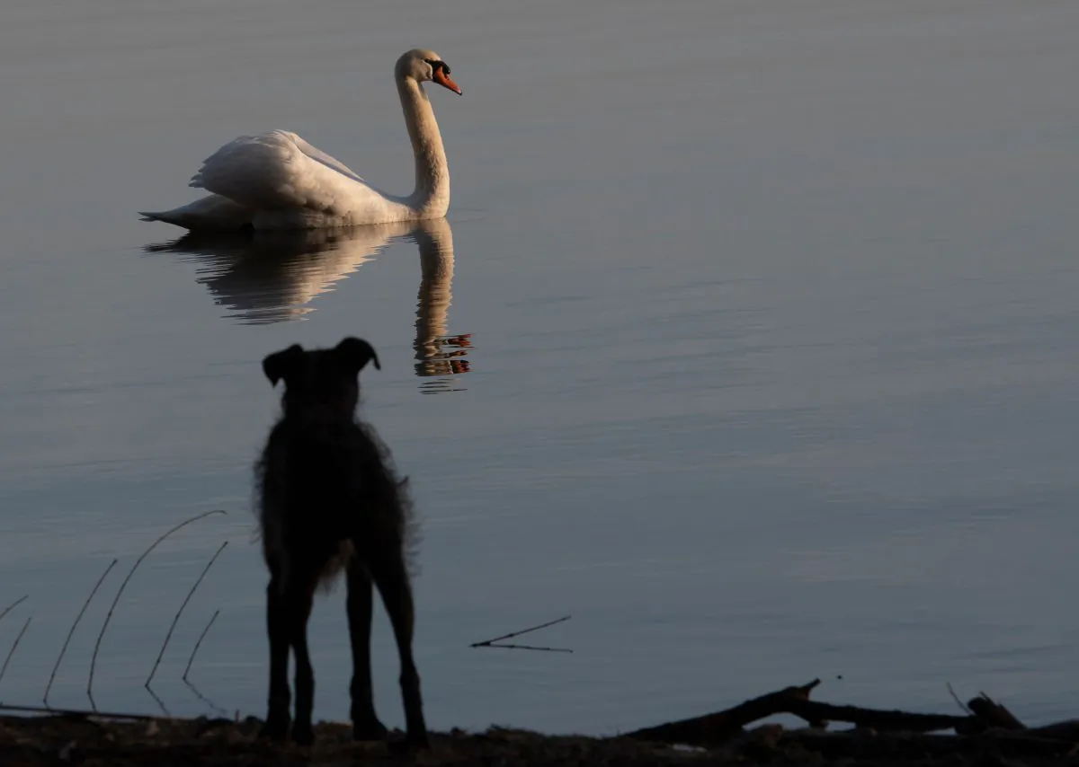 In this file image, a dog watches a swan swimming on lake Wannsee in Berlin on Feb. 25, 2019. (Paul Zinken/AFP/Getty Images)