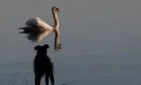 Swan Kills Cocker Spaniel in Dublin Park