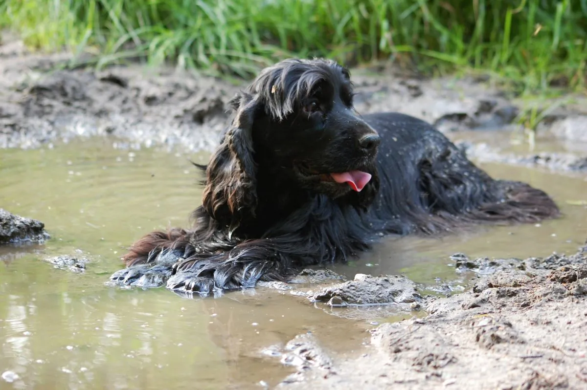 A cocker spaniel plays in the water in this undated file image (Pixabay)