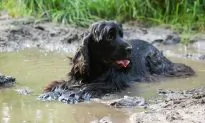 Warning: Dog Died 30 Minutes After Eating Blue-Green Algae, Says Owner