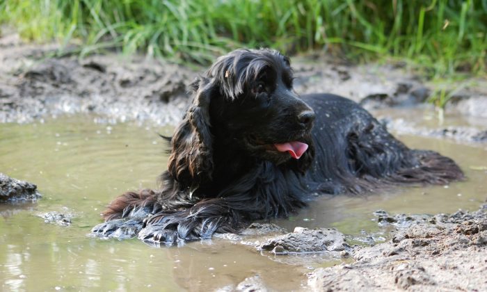 A cocker spaniel plays in the water in this undated file image (Pixabay)