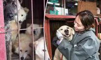 85 Dogs Freed From Notorious Dog Meat Market by Charity Workers in South Korea