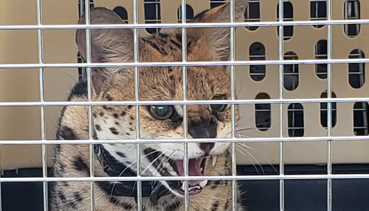 SPCA says it has seized 13 exotic cats that were found in "horrific conditions" outside of Kamloops, B.C. (British Columbia SPCA)