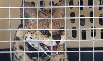 Exotic Cats Kept in Dark, Dirty Trailers Seized From B.C. Breeder