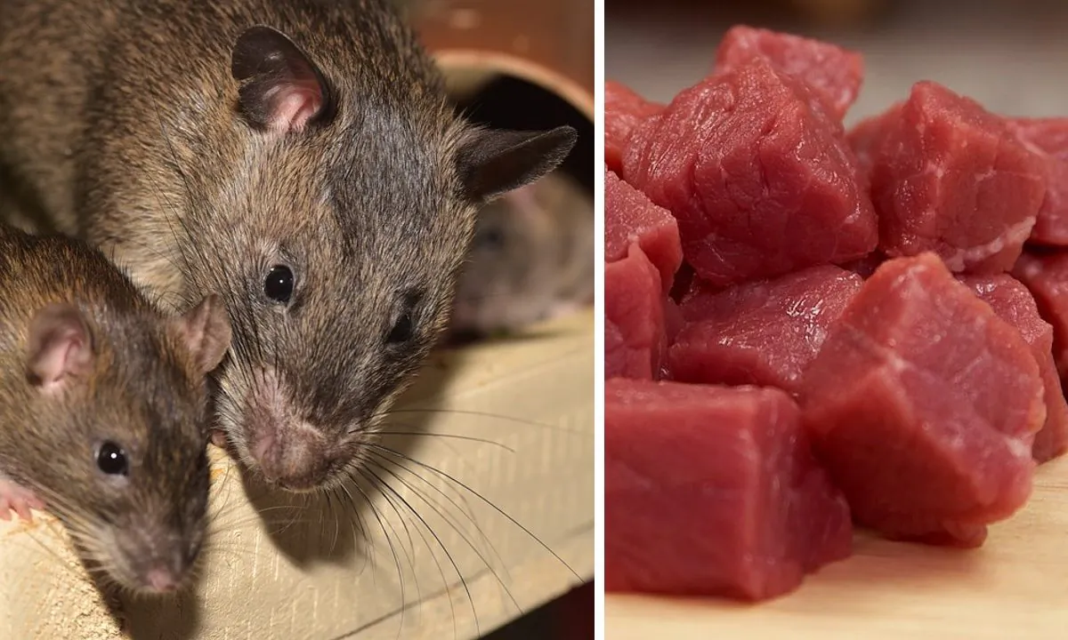 Stock image of rats and raw meat.(Sipa, PD Photos/Pixabay)