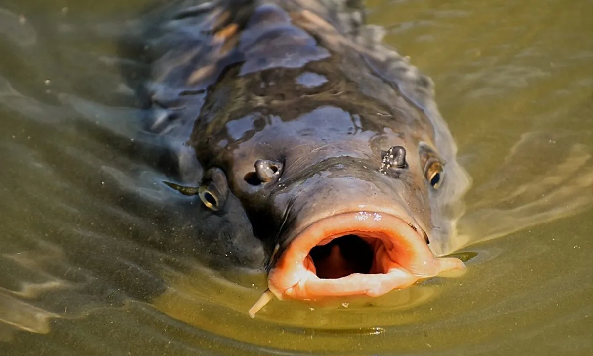 Stock image of a carp. (Alexas_Fotos/Pixabay)
