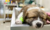 Disabled Pup Was Dumped and Left For Dead, Then a Vet Gives Her Second Chance at Life