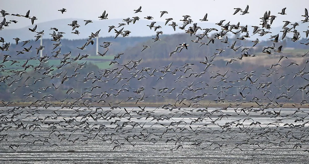 A big flock of geese in Montrose, Scotland, on Nov. 5, 2014. (Jeff J Mitchell/Getty Images)