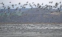 Wild Geese to Be Killed and Eaten as Part of City’s Park Clean Up Plan