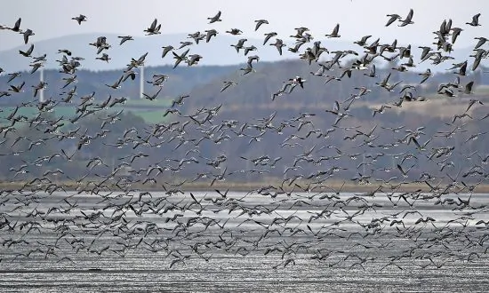 Wild Geese to Be Killed and Eaten as Part of City’s Park Clean Up Plan