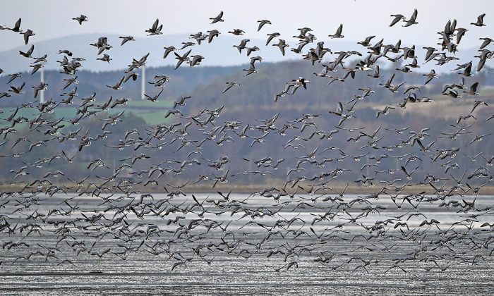 A big flock of geese in Montrose, Scotland, on Nov. 5, 2014. (Jeff J Mitchell/Getty Images)