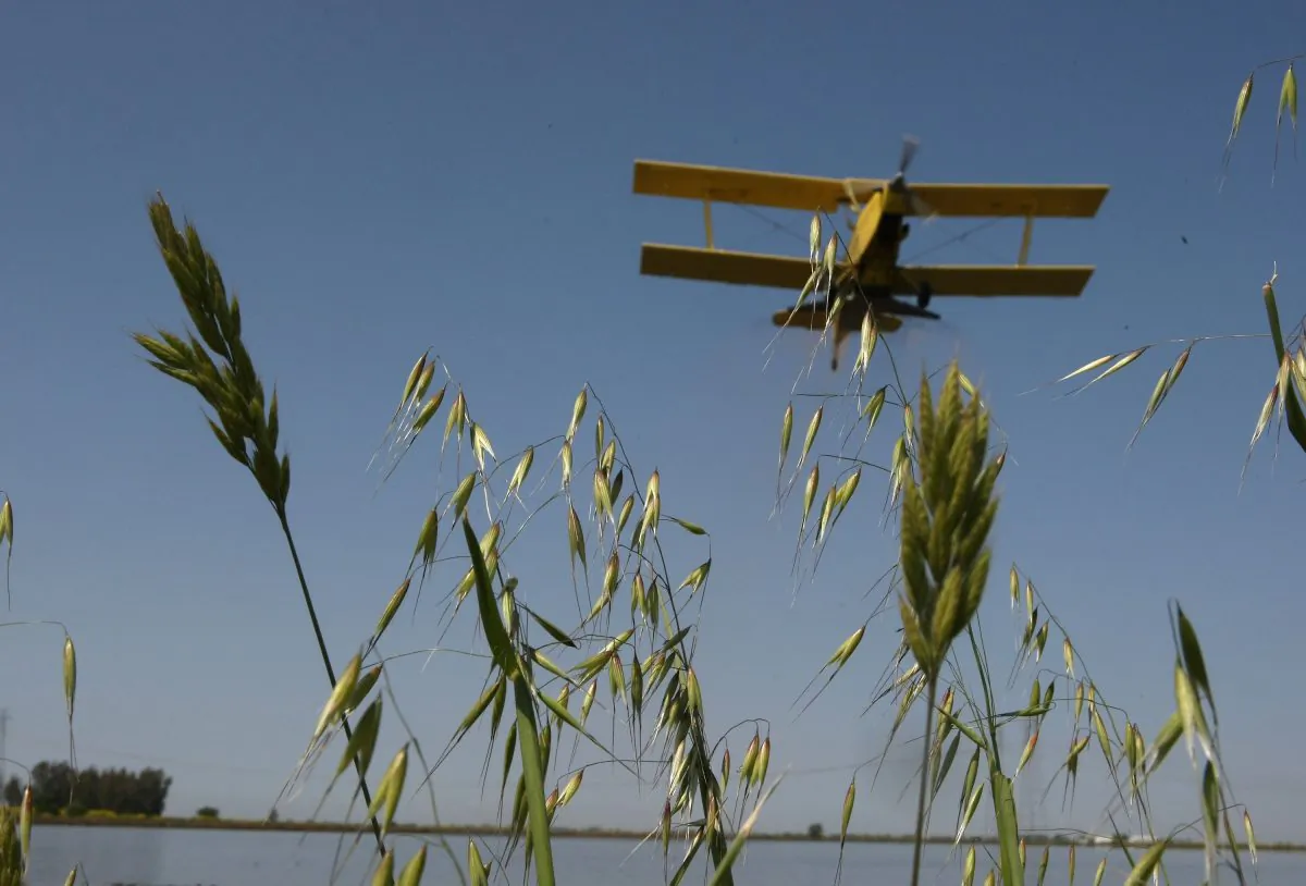 A bi-plane from Williams Ag Service flies over wild grasses as it drops rice seeds on a flooded field in Biggs, Calif. on April 25, 2008. (Justin Sullivan/Getty Images)