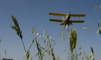 For the First Time Ever, United States Sells Rice to China