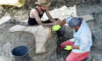 California College Student Unearths 65-Million-Year-Old Dino Skull–Here’s What Species it Was