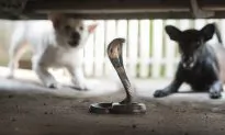 Video: Heroic Dachshunds Sacrifice Own Lives to Kill Cobra Trying to Enter Home Where Baby Slept