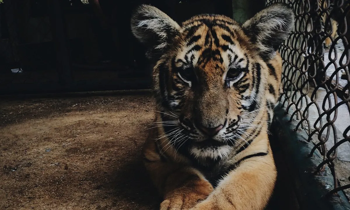 A caged tiger. (Paula Borowska/ Unsplash)