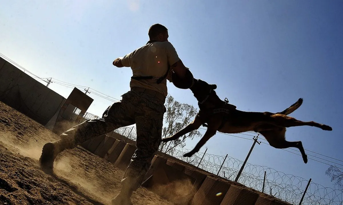 Stock image of a man being attacked by a dog in a controlled environment. (12019/Pixabay)