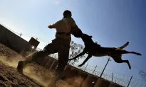 Man Killed by a Pack of Dogs Who Bite Him More Than 100 Times