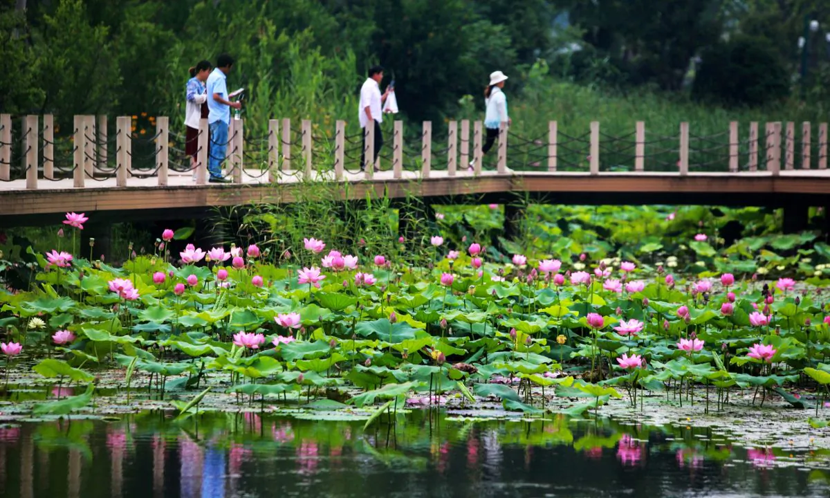A lotus pond in China. (STR/AFP/Getty Images)