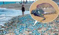 Benidorm Beaches Close After Deadly Portuguese ‘Man o’ War’ Jellyfish Stings 7 People