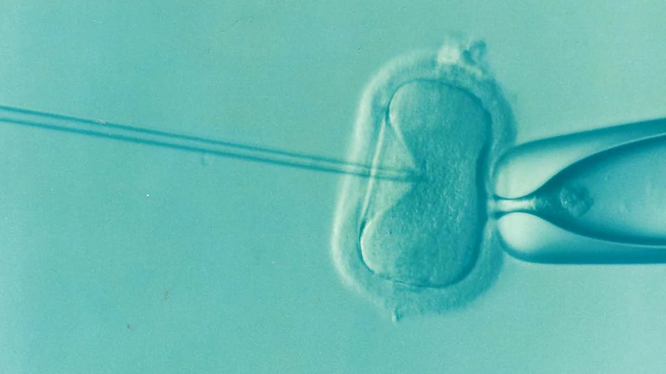 Fertilisation in an IVF facility. (DrKontogianniIVF/Pixabay)