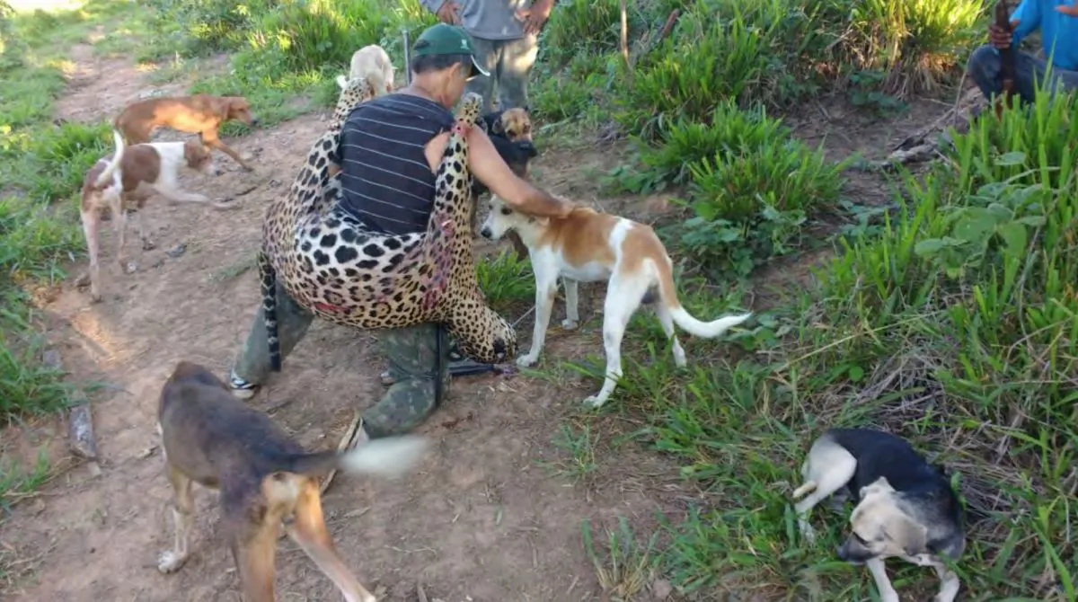 Temistocles Barbosa Freire, a dentist and alleged member of a poaching gang, is seen surrounded by hunting dogs, holding a dead jaguar. (Federal Public Prosecutor's Office)