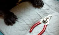 Dog Won’t Let Dad Cut His Nails, So He Comes Up With Genius Grooming Hack