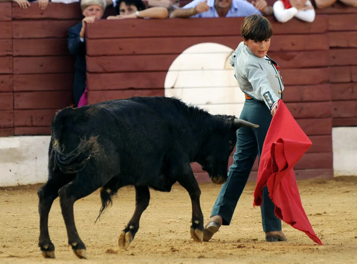 In this file image, a 10-year-old Franco-Mexican boy takes on a bull-calf in a becerrada spectacle on Aug. 6, 2008 in southwestern France. 
(Jean-Pierre Muller/AFP/Getty Images)