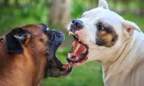 Dog Fighting Still Alive in the US After ‘Missouri 500’ Dog Bust