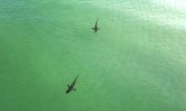 3 Sharks Spotted Just Feet Away From Florida’s Pensacola Beach