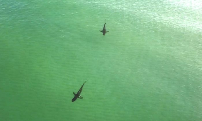 Sharks swimming near Pensacola Beach on July 4, 2019. (Courtesy of Steve Luppert)