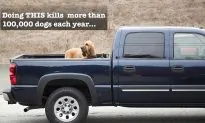 Stop Putting Your Dogs in Truck Beds, It Takes Over 100,000 Canine Lives Each Year