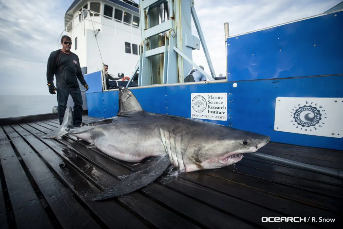 The 10-foot, 800-pound shark dubbed "Miss May" onboard a research vessel. (OCEARCH)