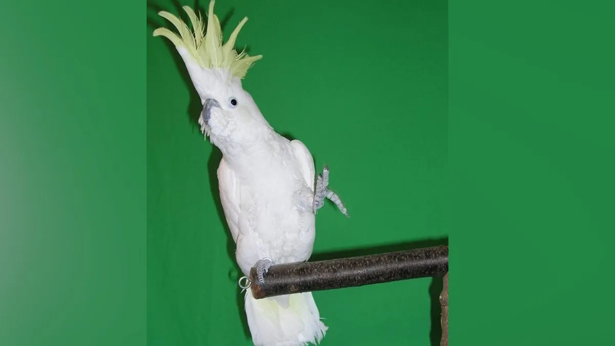 A dancing cockatoo named Snowball. (A Patel/Neurosciences Institute via CNN)