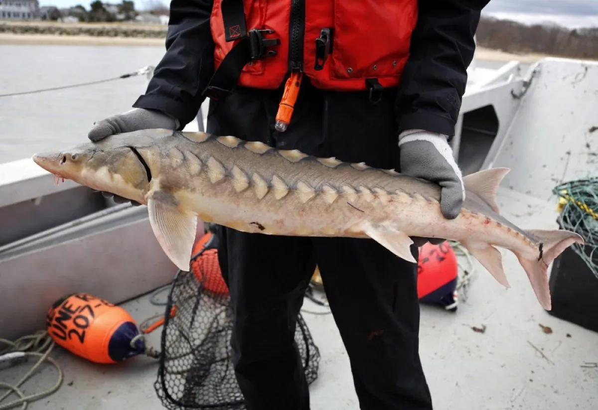 A researcher holds an endangered shortnose sturgeon caught in a net in the Saco River in Biddeford, Maine on April 25, 2019. (Robert F. Bukaty/AP Photo)