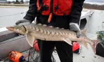 Sturgeon, America’s Forgotten Dinosaurs, Show Signs of Life