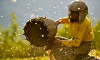 Film Review: ‘Honeyland’: An Eco-Doc Disguised as a Portrait of a Macedonian Beekeeper