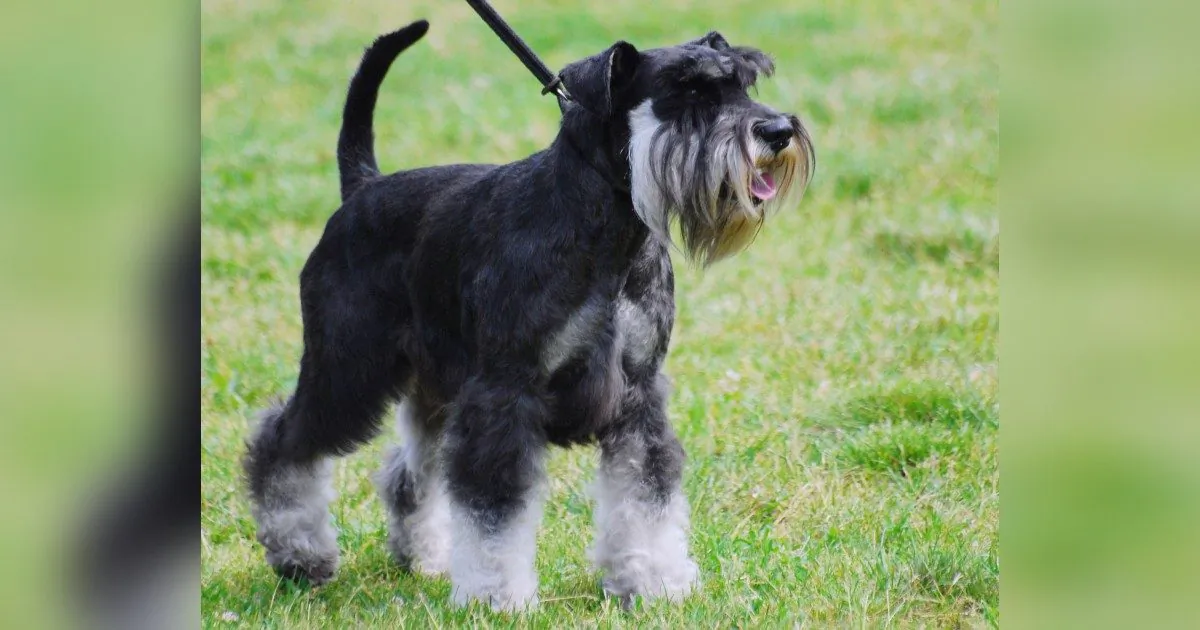 Stock photo of a miniature Schnauzer. (Lilly M/Wikimedia Commons/CC BY-SA 3.0 ept.ms/2Bw5evC)