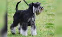 Small Dog Burned to Death at Connecticut Beach, Groups Offer Big Reward To Hunt Down Killer