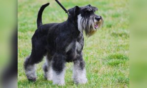 Small Dog Burned to Death at Connecticut Beach, Groups Offer Big Reward To Hunt Down Killer