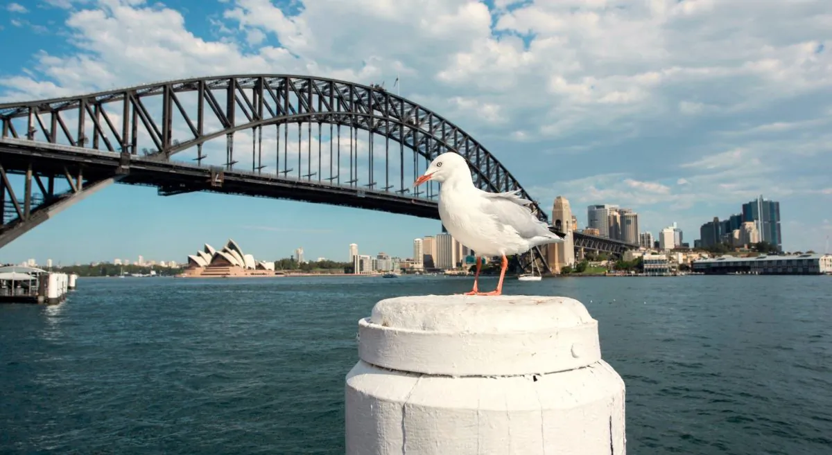 This file photograph shows a seagull siting in the sunshine with the city background on April 9, 2018 in Sydney, Australia. (James D. Morgan/Getty Images)