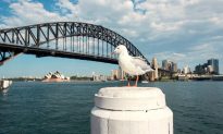 Australian Seagulls Could Carry Drug-Resistant Superbugs, Study Finds